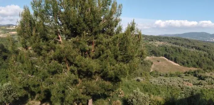 וילה Exclusive קוסדסי